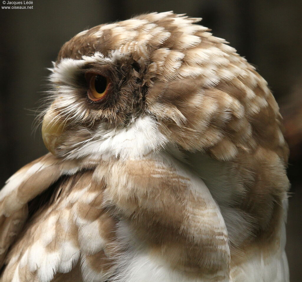 Spectacled Owl