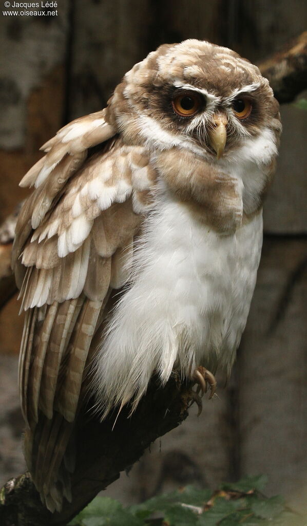 Spectacled Owl