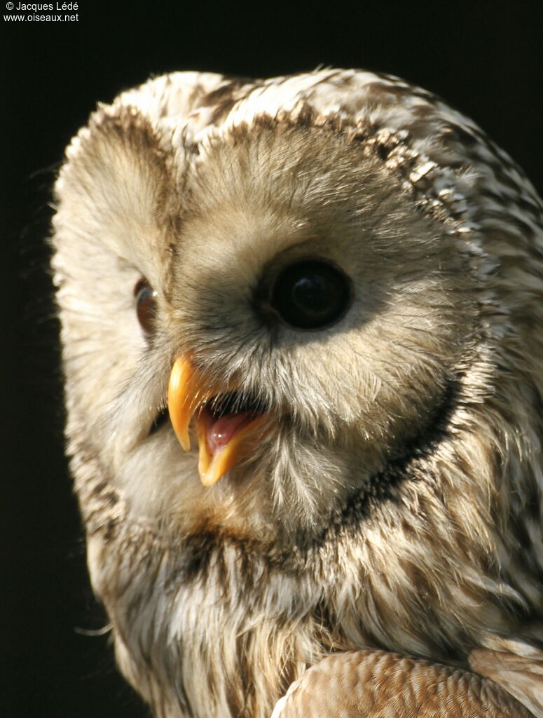 Ural Owl