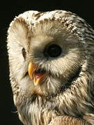 Ural Owl