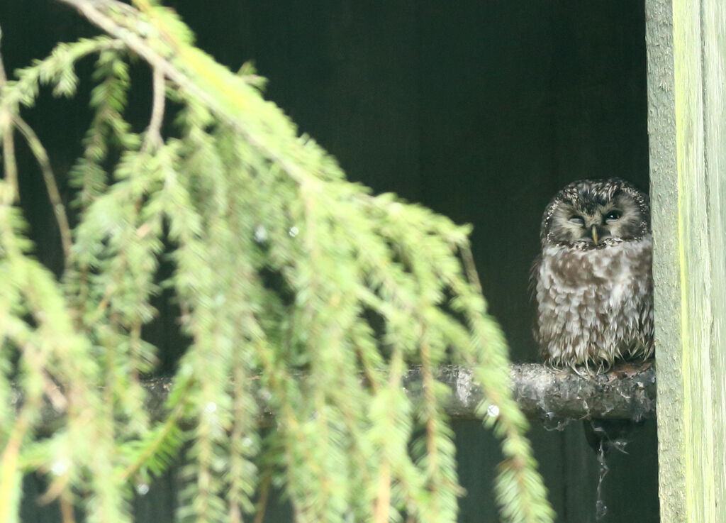 Boreal Owl