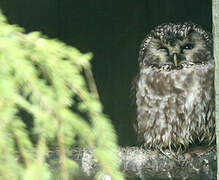 Boreal Owl