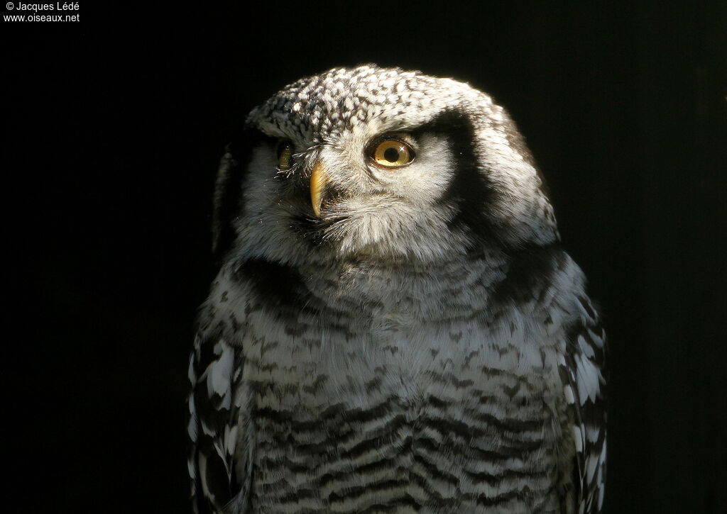 Northern Hawk-Owl