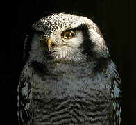 Northern Hawk-Owl