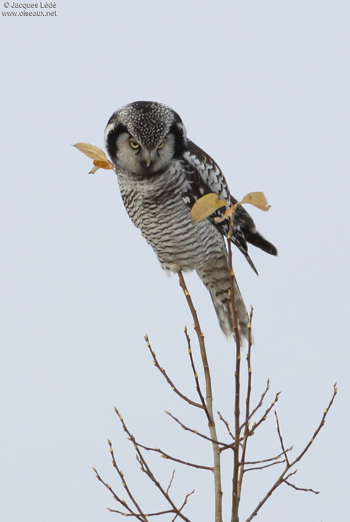 Northern Hawk-Owl