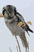 Northern Hawk-Owl