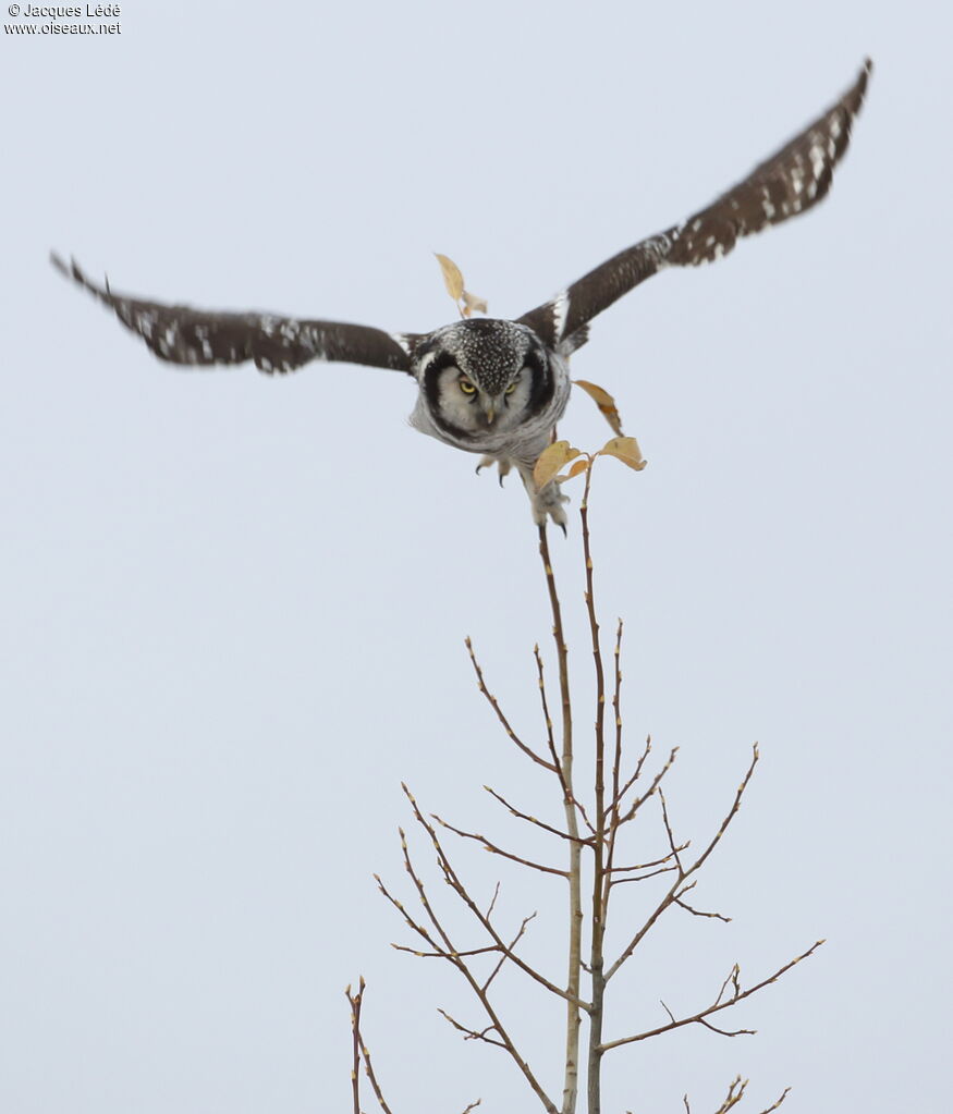 Northern Hawk-Owl