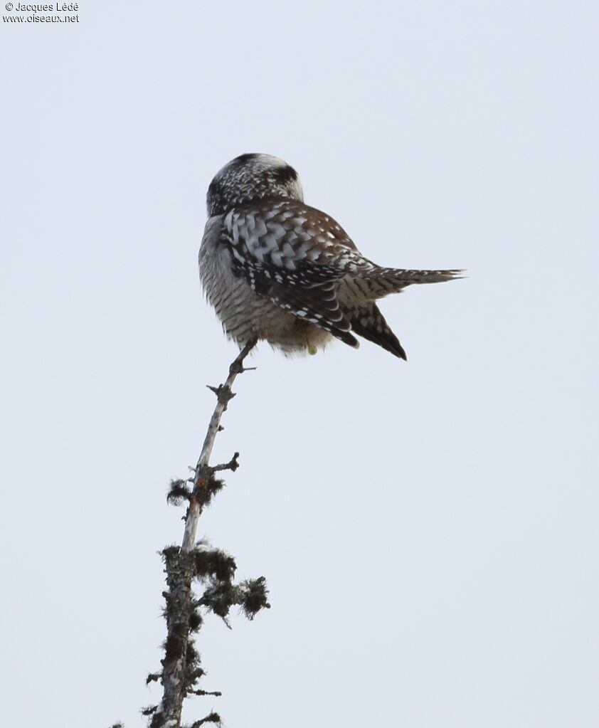 Northern Hawk-Owl