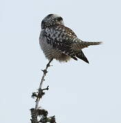 Northern Hawk-Owl