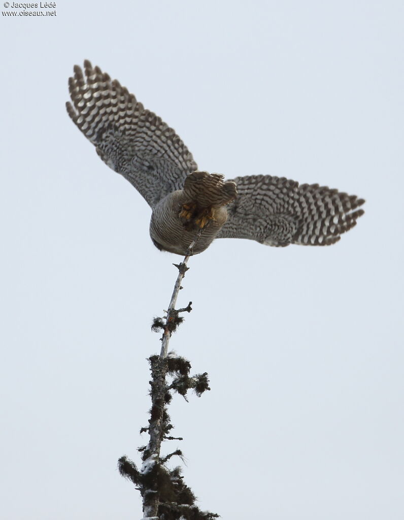 Northern Hawk-Owl