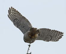 Northern Hawk-Owl