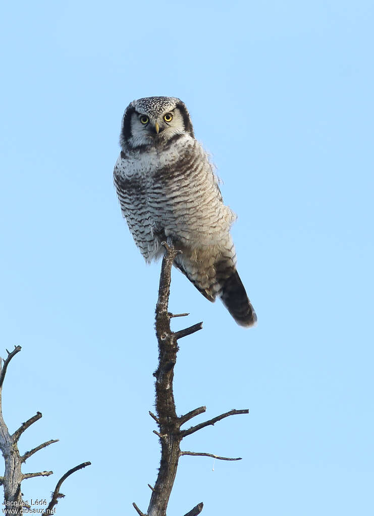 Northern Hawk-Owladult, aspect