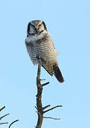 Northern Hawk-Owl