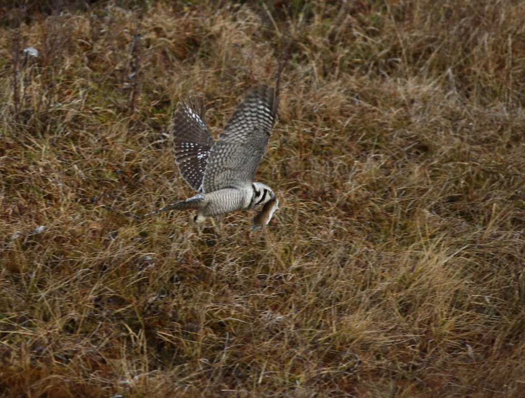 Northern Hawk-Owl