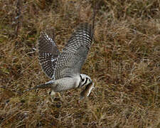 Northern Hawk-Owl