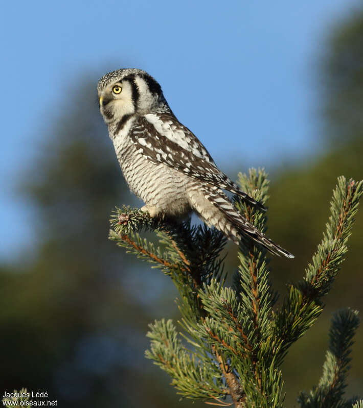 Northern Hawk-Owladult breeding, identification
