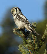 Northern Hawk-Owl