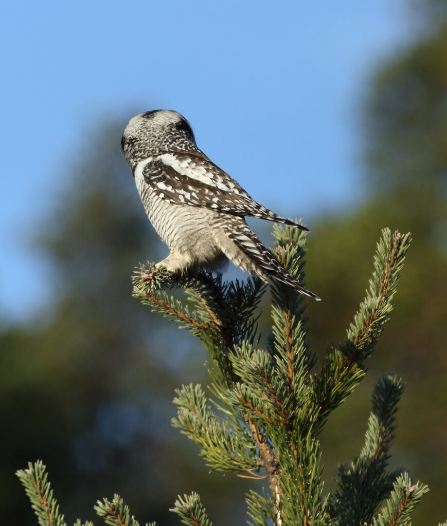 Northern Hawk-Owl