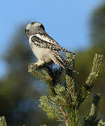 Northern Hawk-Owl