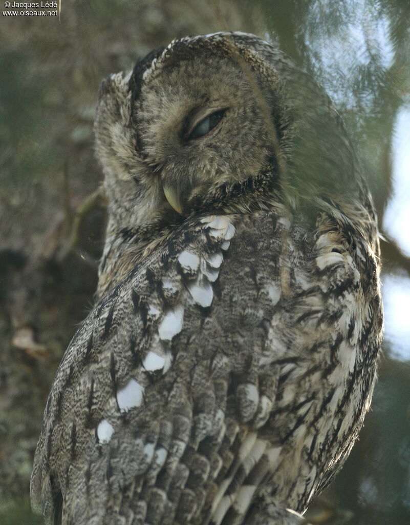 Tawny Owl