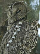 Tawny Owl