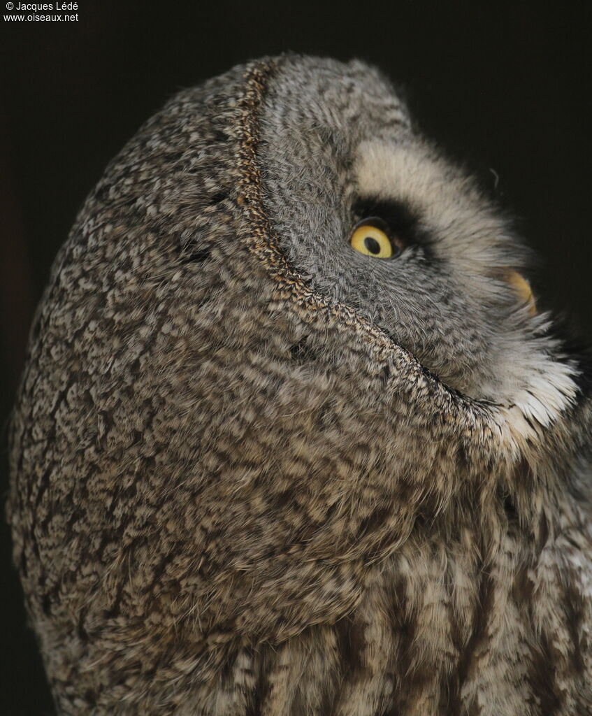 Great Grey Owl