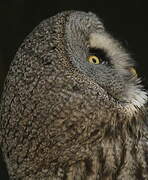 Great Grey Owl