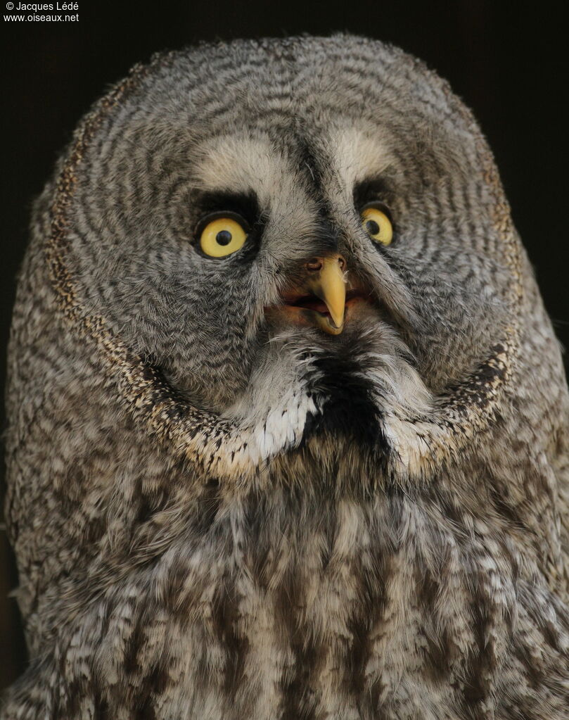 Great Grey Owl