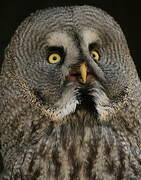 Great Grey Owl