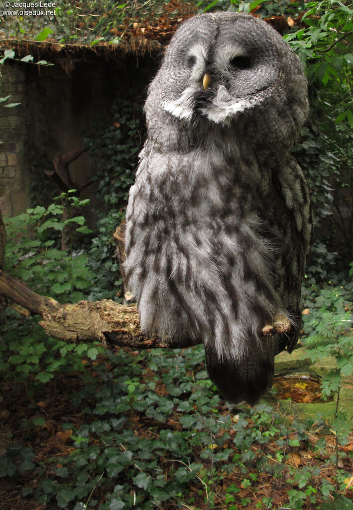 Great Grey Owl