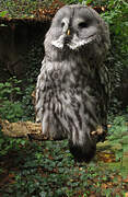 Great Grey Owl