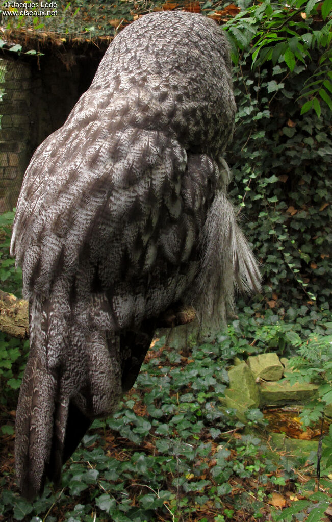 Great Grey Owl