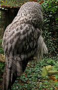 Great Grey Owl