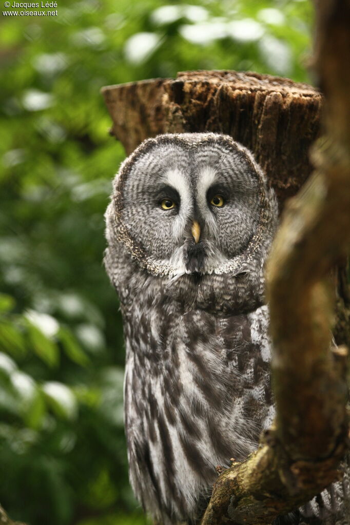 Great Grey Owl