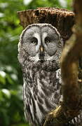 Great Grey Owl