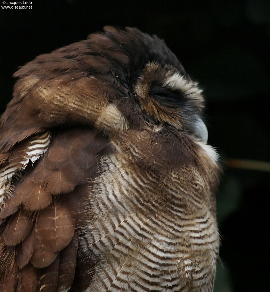 Brown Wood Owl