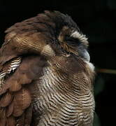 Brown Wood Owl