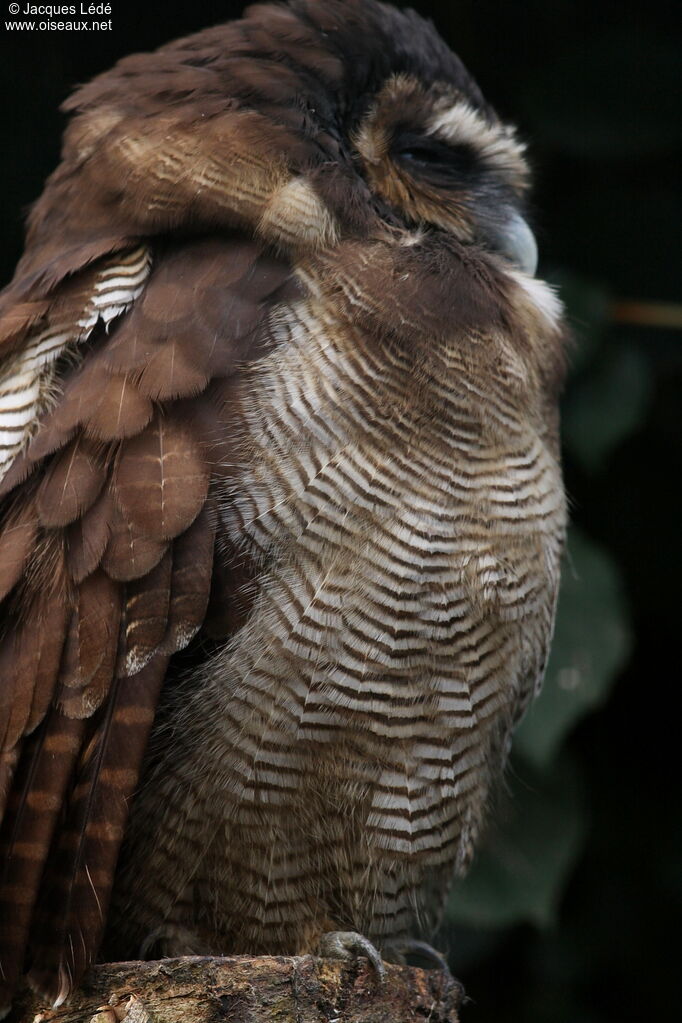 Brown Wood Owl