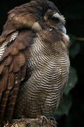 Brown Wood Owl