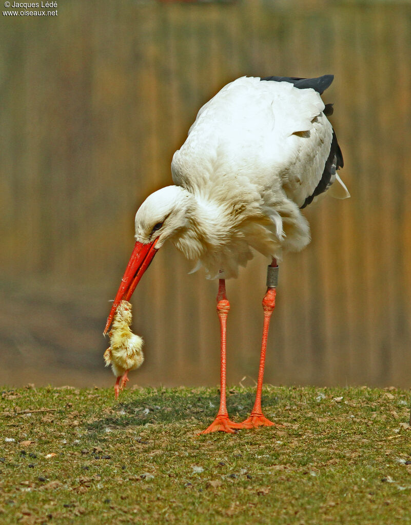 Cigogne blanche