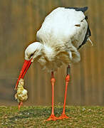 Cigogne blanche