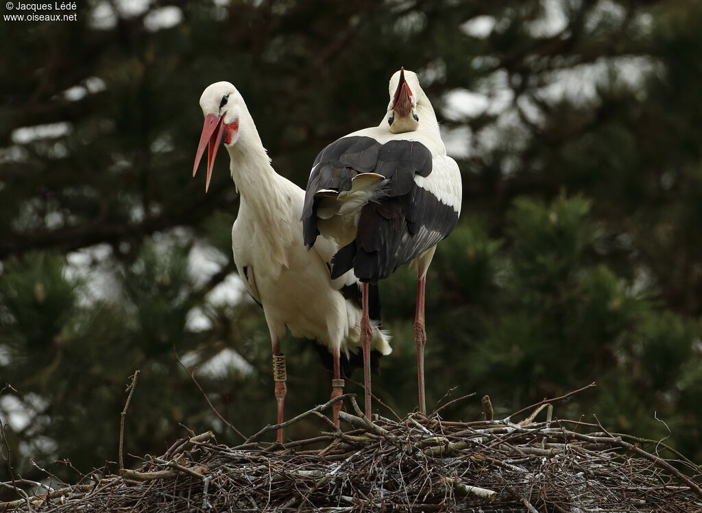 White Stork