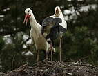 Cigogne blanche