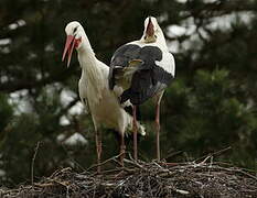 White Stork