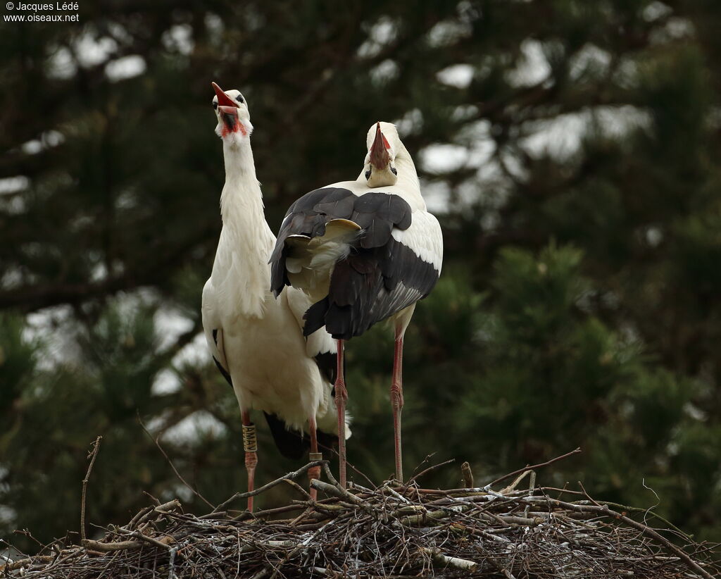 White Stork