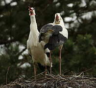 Cigogne blanche