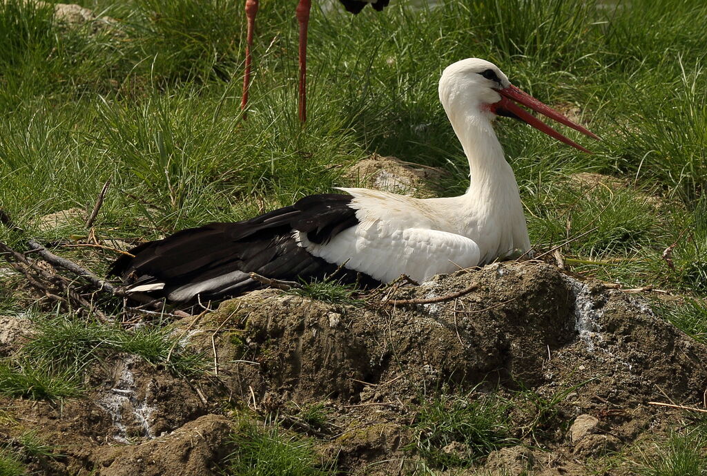 Cigogne blanche