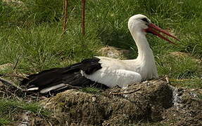 White Stork