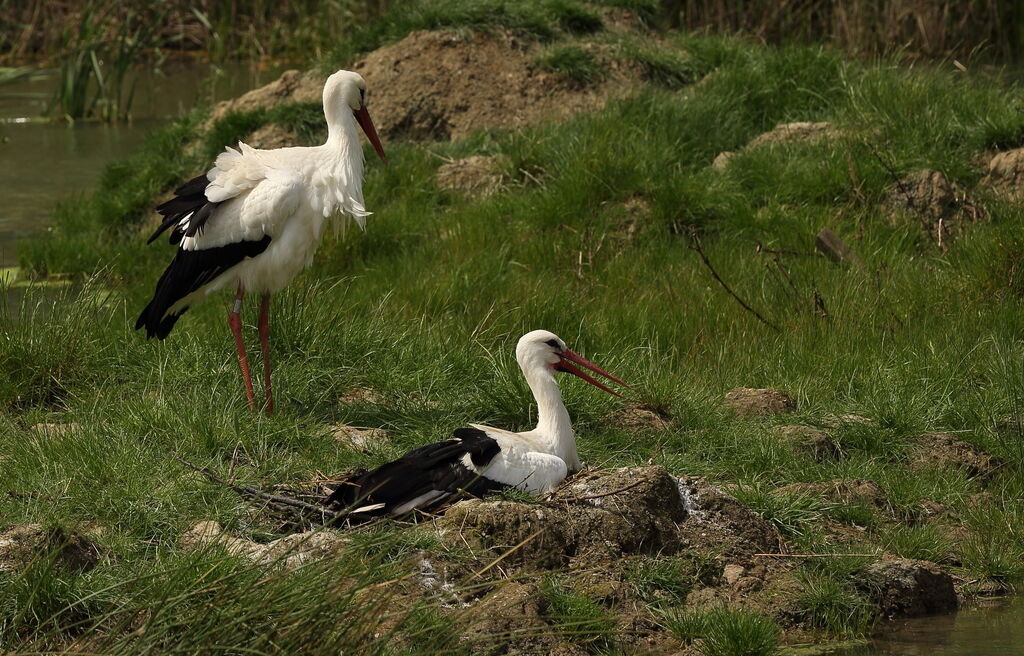 Cigogne blanche