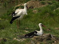 Cigogne blanche